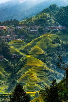 the mountains are covered with rice terraces