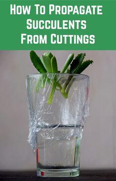 a glass with some plants in it and the words how to propagate succulents from cuttings