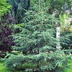 a small pine tree sitting in the middle of a lush green park