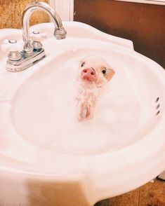 a small pig is in the bathtub with water coming out of it's mouth