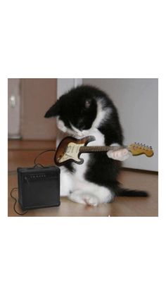 a black and white cat playing with a guitar