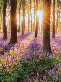 Forest Scenery Sunshine Purple Flowers for Studio Photo Shoot Lavender Forest, Studio Photo Shoot, Forest Scenery, Muslin Backdrops, Bokeh Lights, Vinyl Backdrops, Floral Backdrop, Printed Backdrops, Custom Backdrop