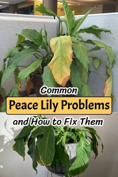 a potted plant with the words common peace lily problems and how to fix them