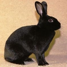 a small black rabbit sitting on top of a white floor next to a brown wall