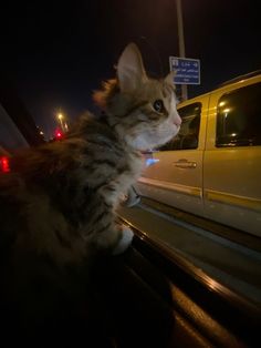 a cat that is sitting in the back of a truck