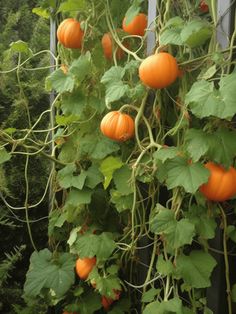 Pumpkin Garden Ideas: Trellised Pumpkins Against Lush Foliage Mini Pumpkin Trellis, Vertical Pumpkin Patch, Growing Pumpkins Vertically, River Garden