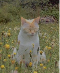 an orange and white cat sitting in the middle of a field with dandelions