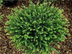 an aerial view of a green plant in the ground