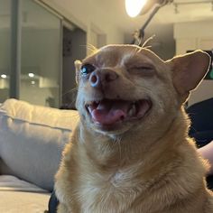 a dog sitting on top of a couch next to a person