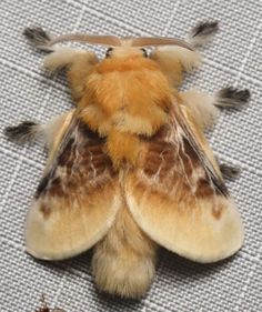 a close up of a moth on a surface