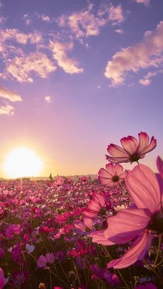 the sun is setting over a field full of pink flowers with purple petals on them