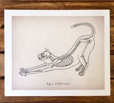 a drawing of a lizard skeleton on a piece of wood