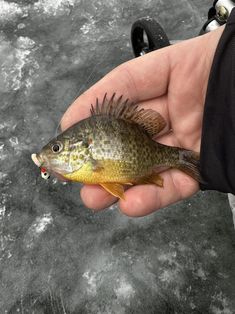 First ice catch of the season on the palm rod was this little guy. Red ear perhaps? Posted by mobilecabinworks The post Just a little guy appeared first on Flake Food.