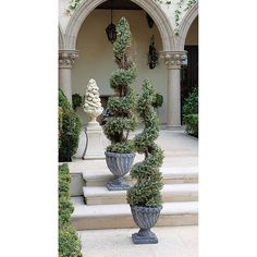 three potted plants in front of a building with steps leading up to the entrance