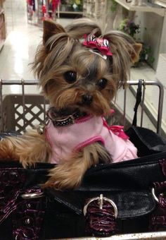 a small dog is sitting in a shopping cart wearing a pink shirt and black purse