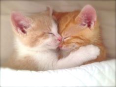 two orange and white kittens cuddle together on a bed with their eyes closed