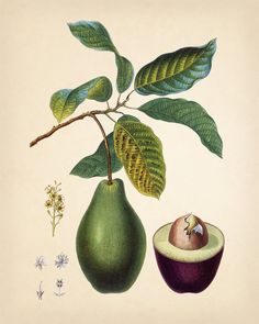 an illustration of pears and leaves on a branch