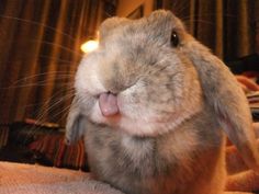 a small rabbit sticking its tongue out