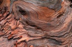 a close up view of an old tree trunk