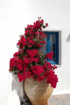 a large potted plant with red flowers in front of a white wall and blue window