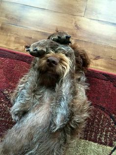 a dog is laying on its back with two birds on it's head and paws