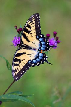 two butterflies sitting on top of a purple flower