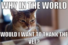 a cat is looking at the camera while sitting in front of a window with caption that reads, why in the world would i want to think the vet?