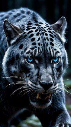 a black and white snow leopard with blue eyes