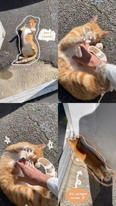 an orange and white cat laying on top of a floor next to a persons hand