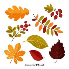 various autumn leaves and berries on a white background