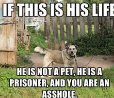 a dog that is standing in the grass with a caption on it's side