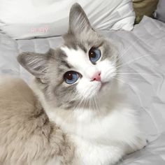 a grey and white cat with blue eyes laying on a bed looking up at the camera