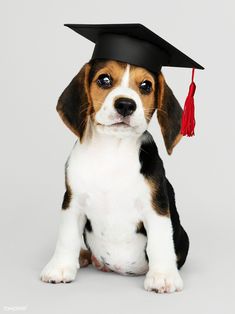 a beagle puppy wearing a graduation cap and sitting on the ground with his paws crossed