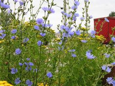 blue and yellow flowers are in the foreground with a red box car in the background