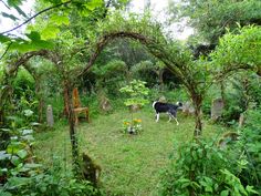 a black and white dog standing in the middle of a lush green yard surrounded by trees