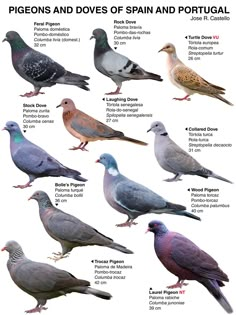 the different types of pigeons and doves of spain and portugal - infographical poster