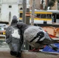 two pigeons sitting on top of a wooden fence next to boats in the water and buildings behind them