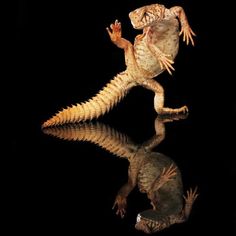 a lizard is standing on its hind legs in front of a black background with reflection