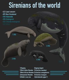 the different types of sea animals are shown in this diagram, including dolphins and whales