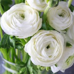 a bouquet of white flowers in a glass vase