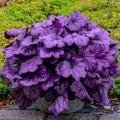 a purple plant is growing out of a rock