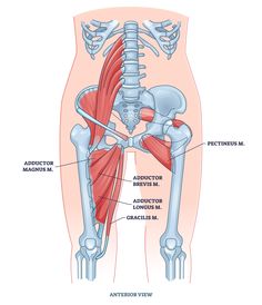 5 Best Adductor Stretches (with Pictures!) - Inspire US Adductor Stretch, Adductor Muscles, Frog Stretch, Femoral Nerve, Splits Stretches, Static Stretching, Butterfly Stretch, Increasing Flexibility, Dynamic Stretching