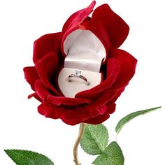 a single red rose with a wedding ring in it