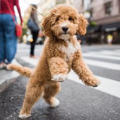 a small brown dog standing on its hind legs