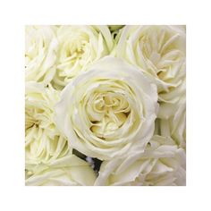 white roses are arranged together in a bouquet