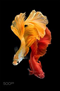 an orange and yellow fish with black background