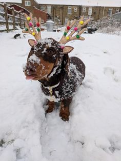 a dog wearing reindeer antlers in the snow