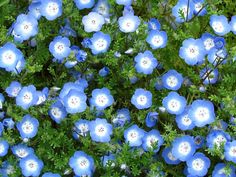 some blue flowers are growing in the grass