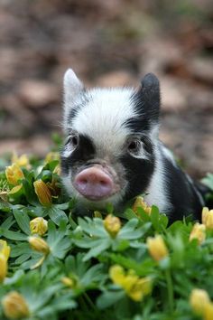 a small pig sitting in the grass with yellow flowers around it's neck and nose