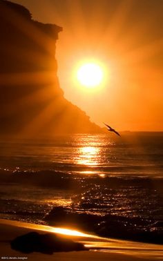 the sun is setting over the ocean with a bird flying in front of it,